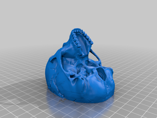 3D Printed Human Skull – Anatomical Model (3-Piece Set, Custom Color)