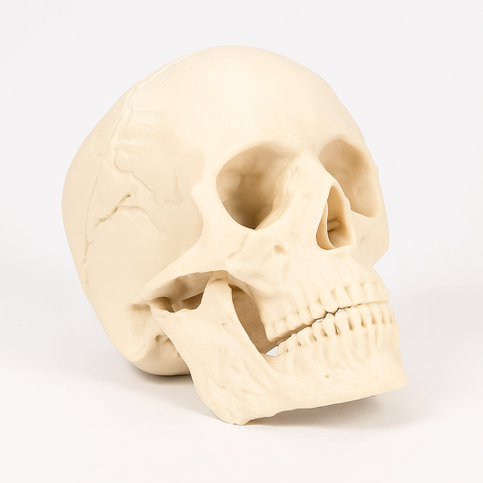 3D Printed Human Skull – Anatomical Model (3-Piece Set, Custom Color)